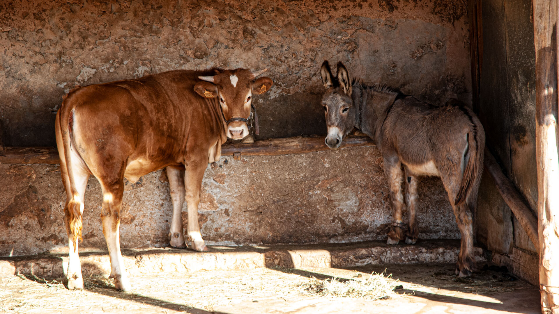 Tierleben im Ecomuseo la Alcogida