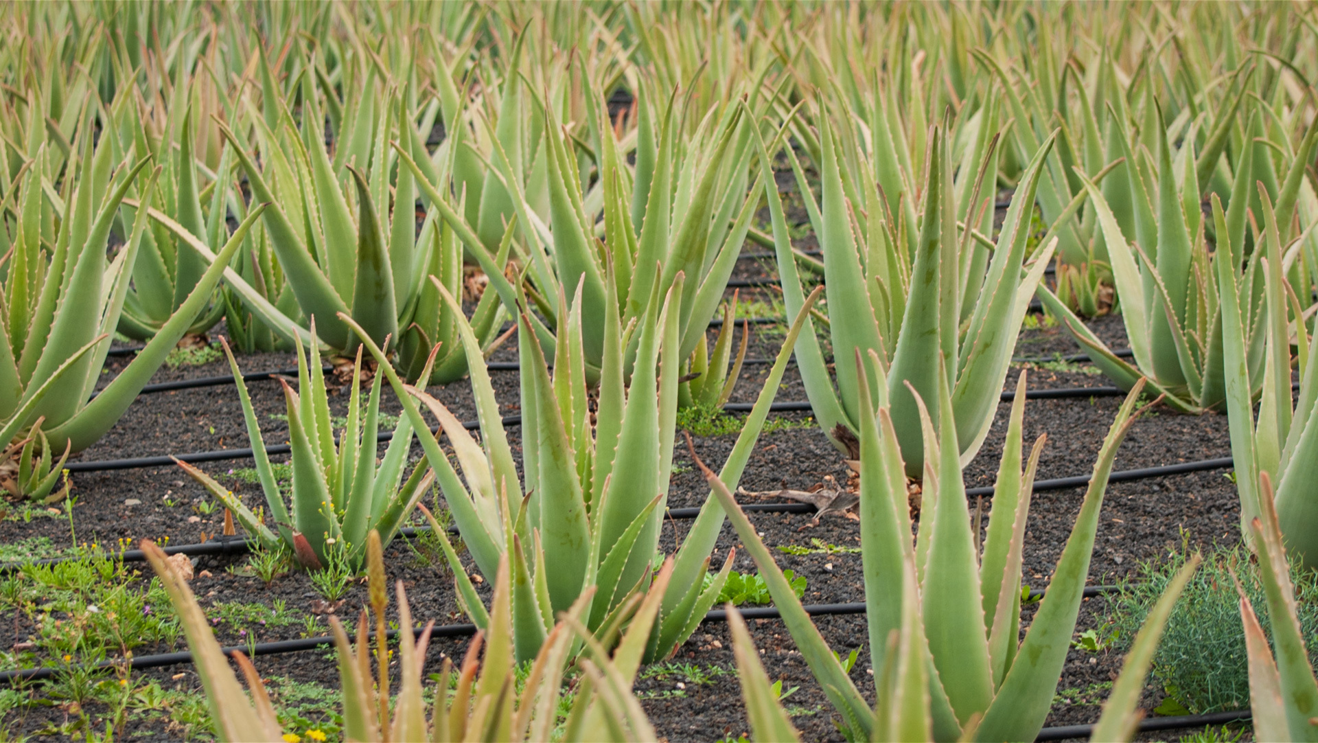 Aloe Vera: Heilpflanze mit beeindruckendem Wirkstoffprofil