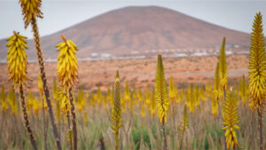 Aloe Vera Tiscamanita – Wo die Wüste heilt, Fuerteventura