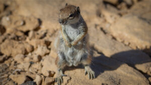 das nordafrikanische Erdhörnchen, Fauna Tiere, Fuerteventura