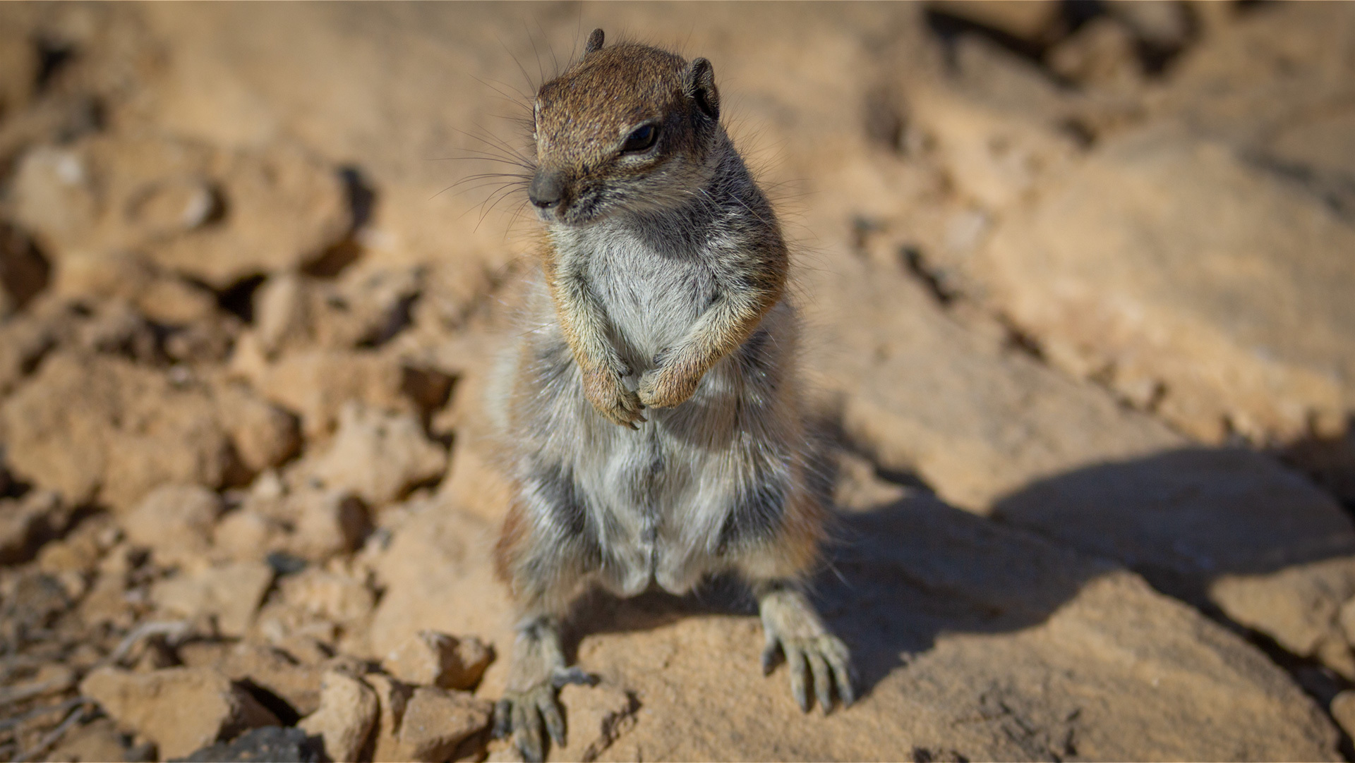 das nordafrikanische Erdhörnchen