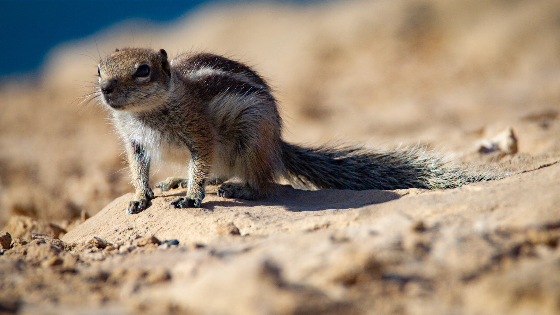 die flinken Atlashörnchen Fuerteventuras, Istmo Pared