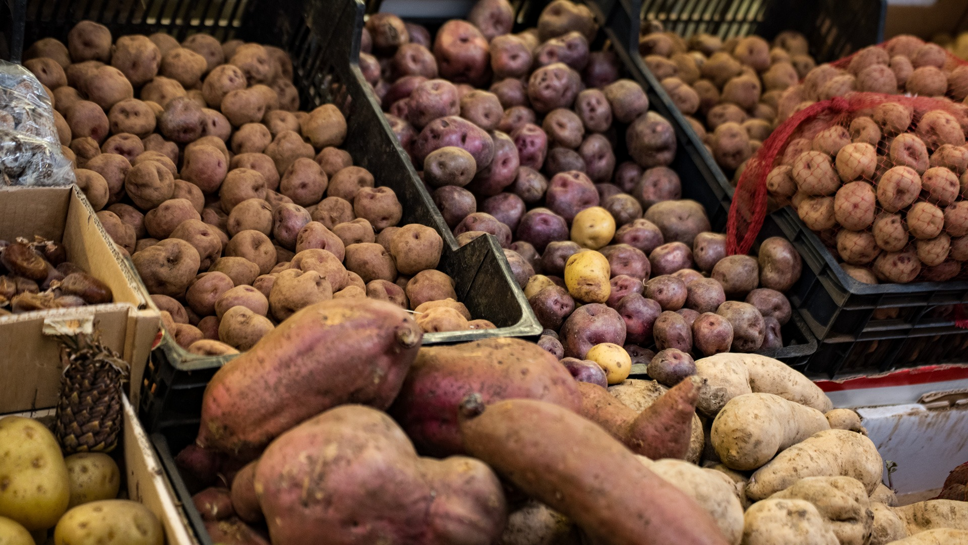 große Auswahl an kanarische Kartoffelsorten auf den Märkten