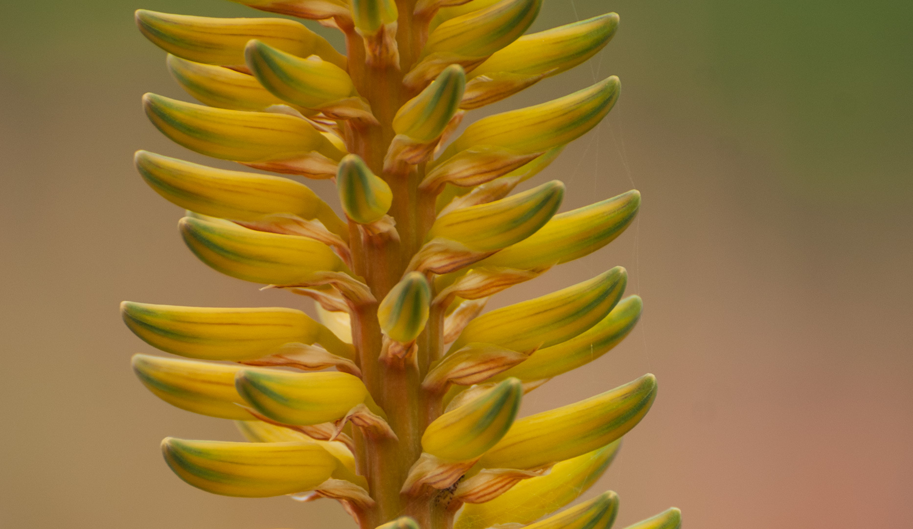 Aloe Vera: Heilpflanze mit beeindruckendem Wirkstoffprofil