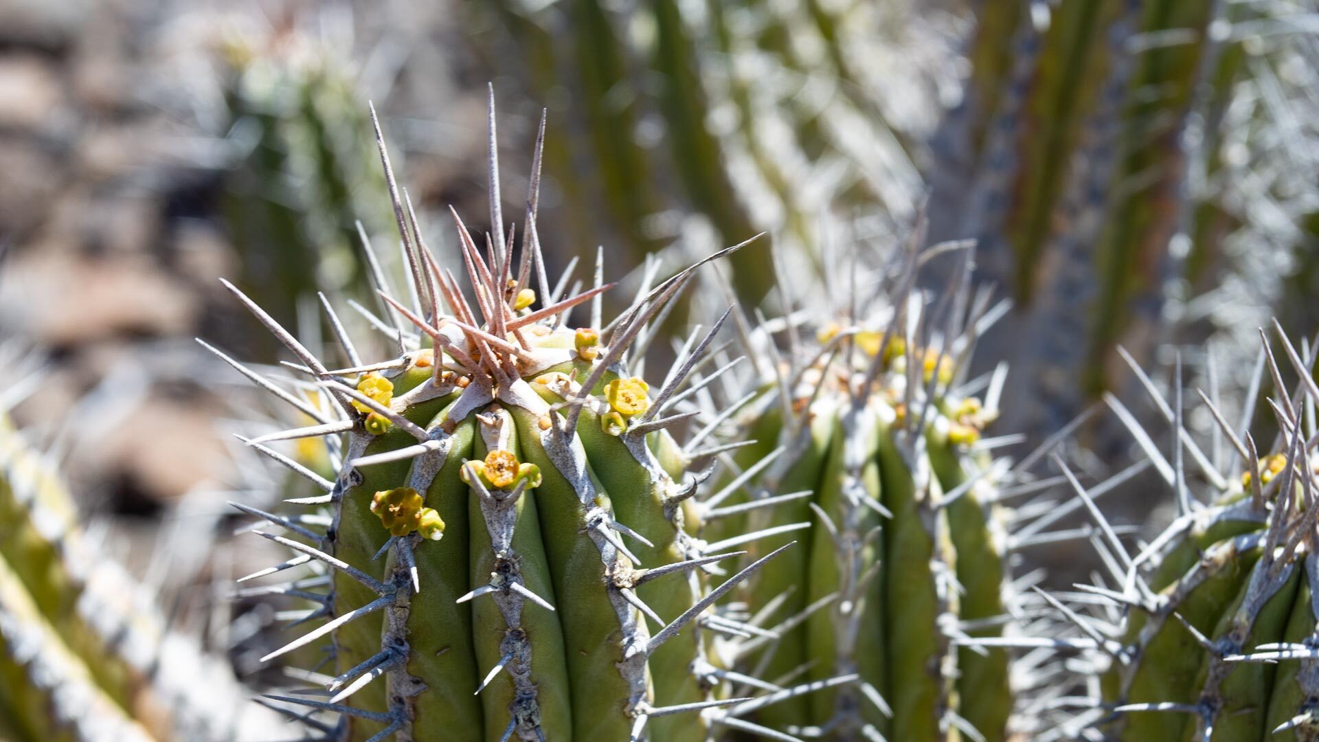 die endemische Jandía-Wolfsmilch