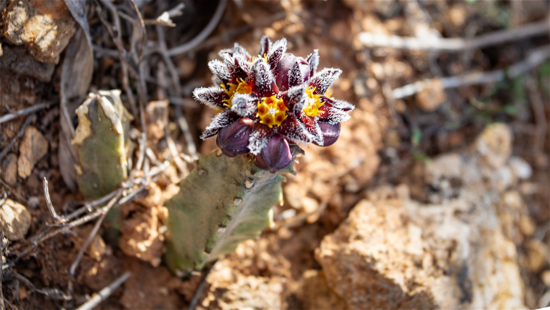 Burchards Fliegenblume (Apteranthes burchardii)