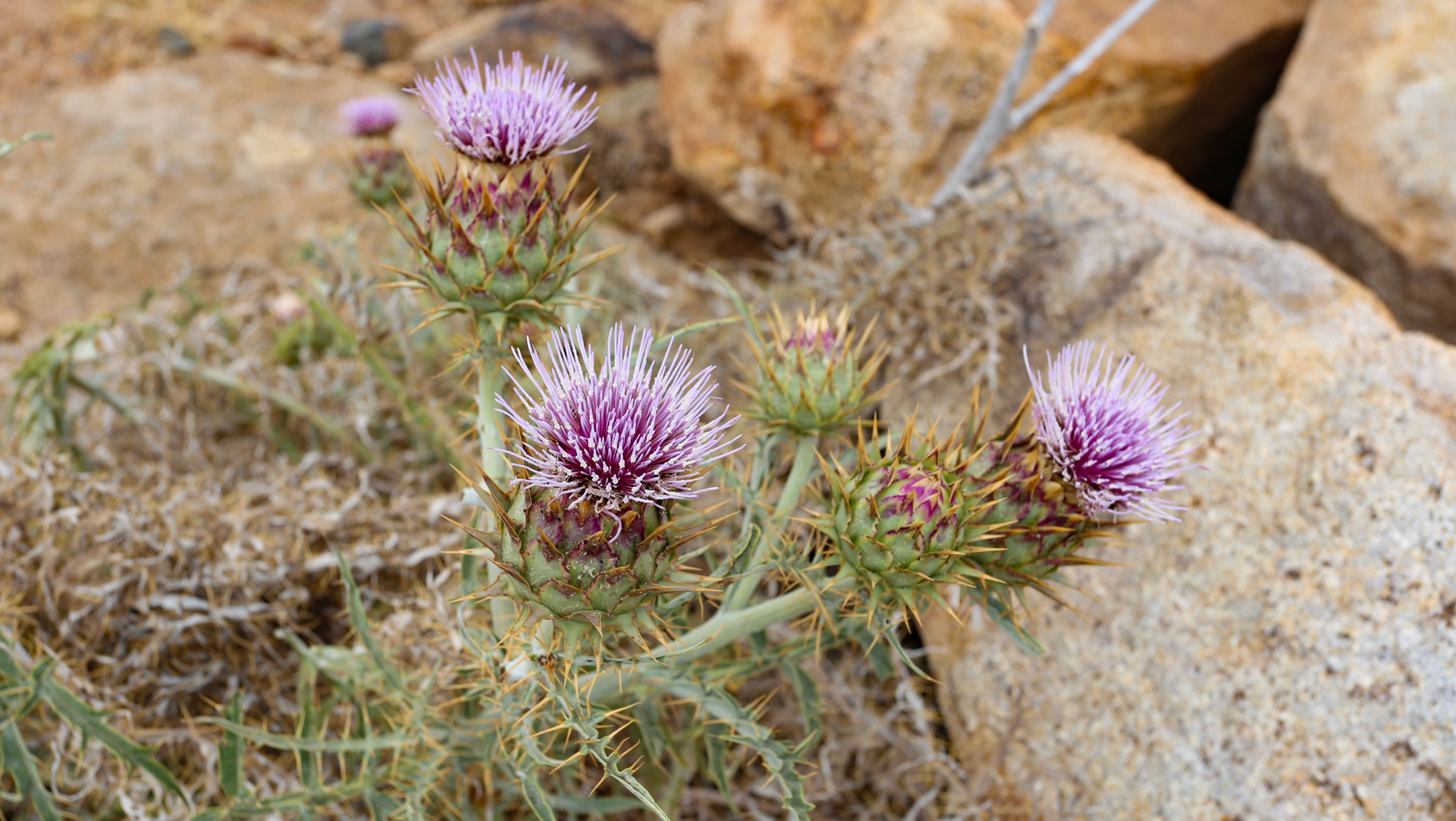 prachtvolle Distelblüte im Parque Rural de Betancuria