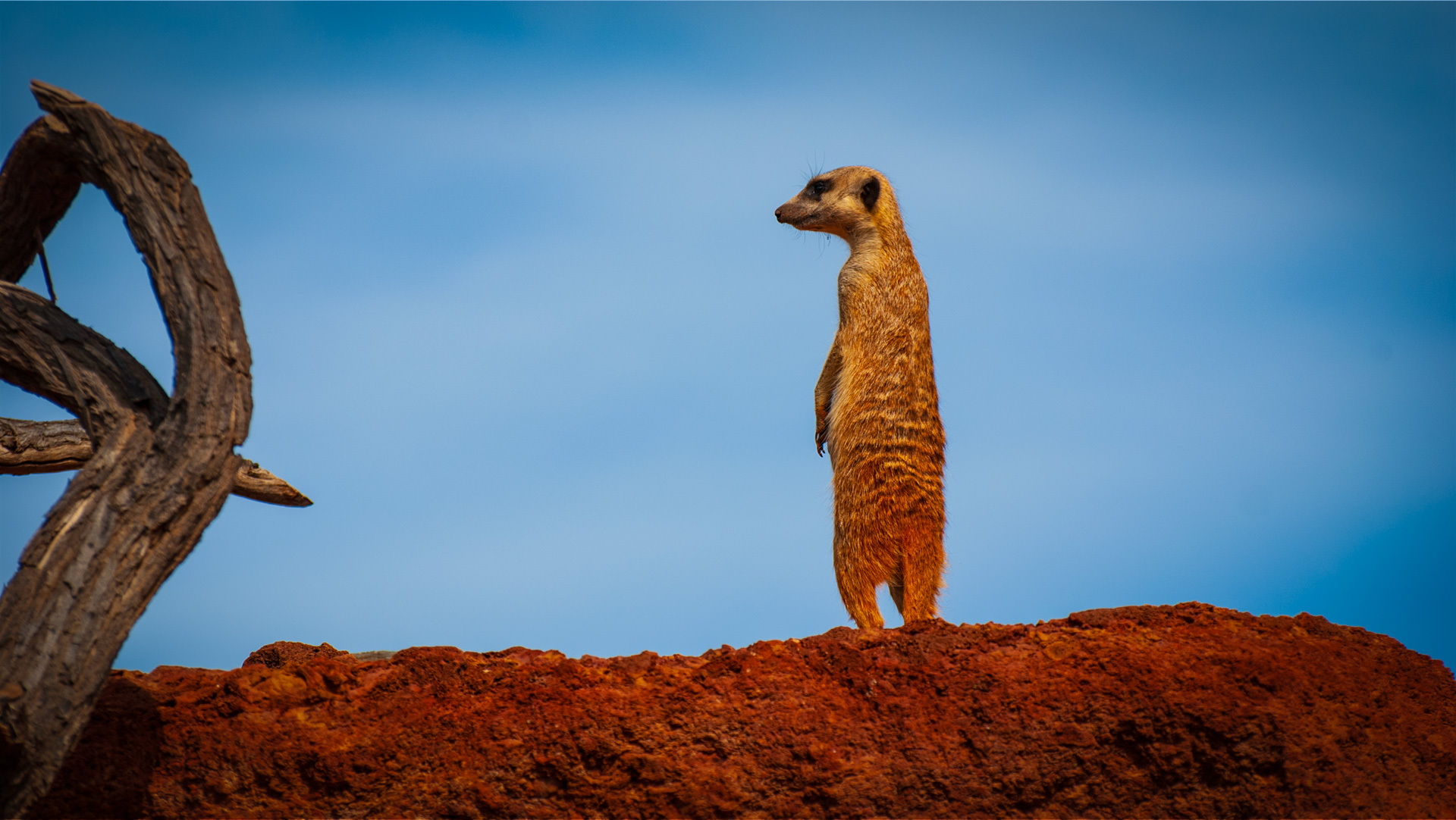 Oasis Wildlife Fuerteventura, Archaeologie
