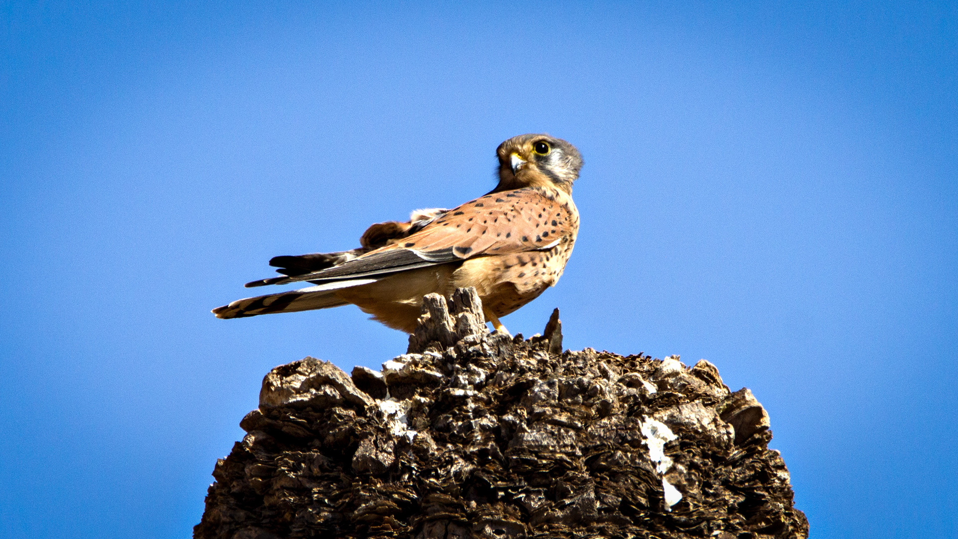 ein Falke als stiller Beobachter