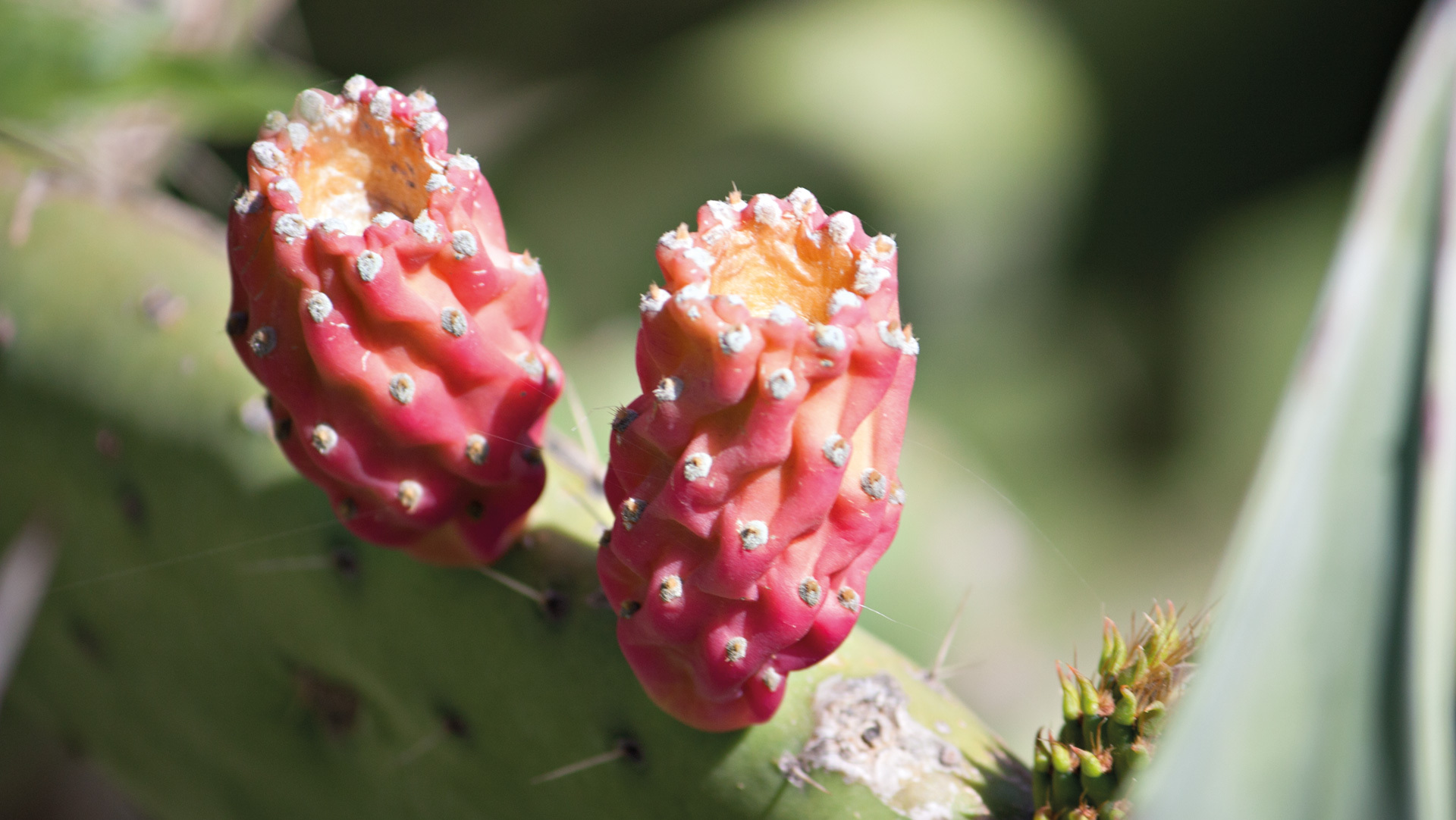 Feigenkaktus (Opuntia ficus-indica)