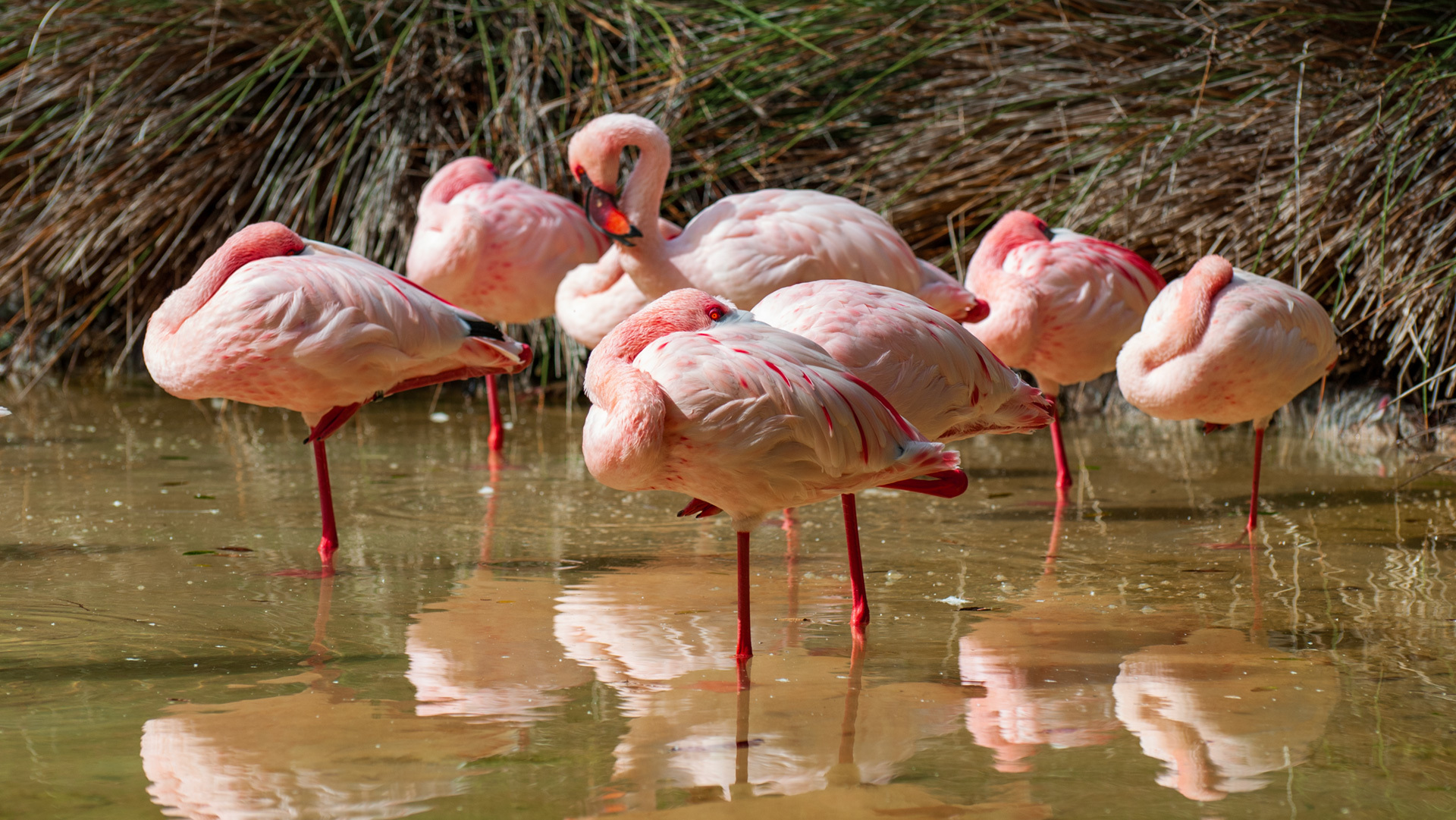 Flamingos im Oasis Tierpark bei La Lajita