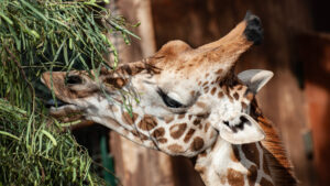 Oasis Wildlife: Netter Besuch zum Ende - wenn noch Zeit ist, Fuerteventura