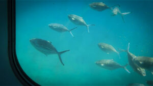 Glasbodenboot - Unterwasserfenster befinden sich seitlich im Schiffsrumpf, Fuerteventura