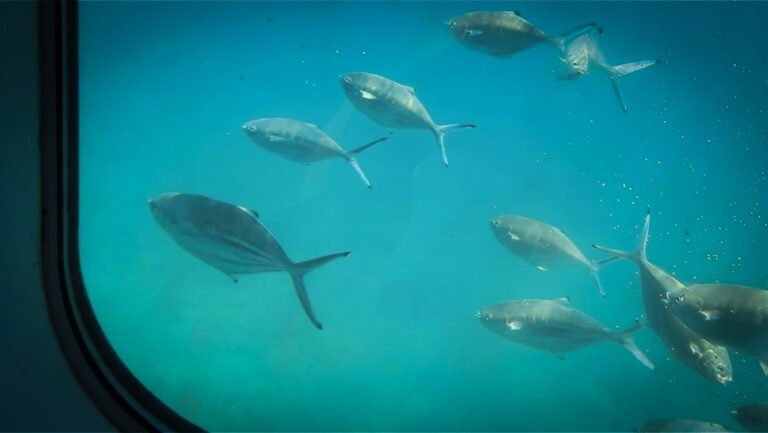 Glasbodenboot - Unterwasserfenster befinden sich seitlich im Schiffsrumpf, Fuerteventura