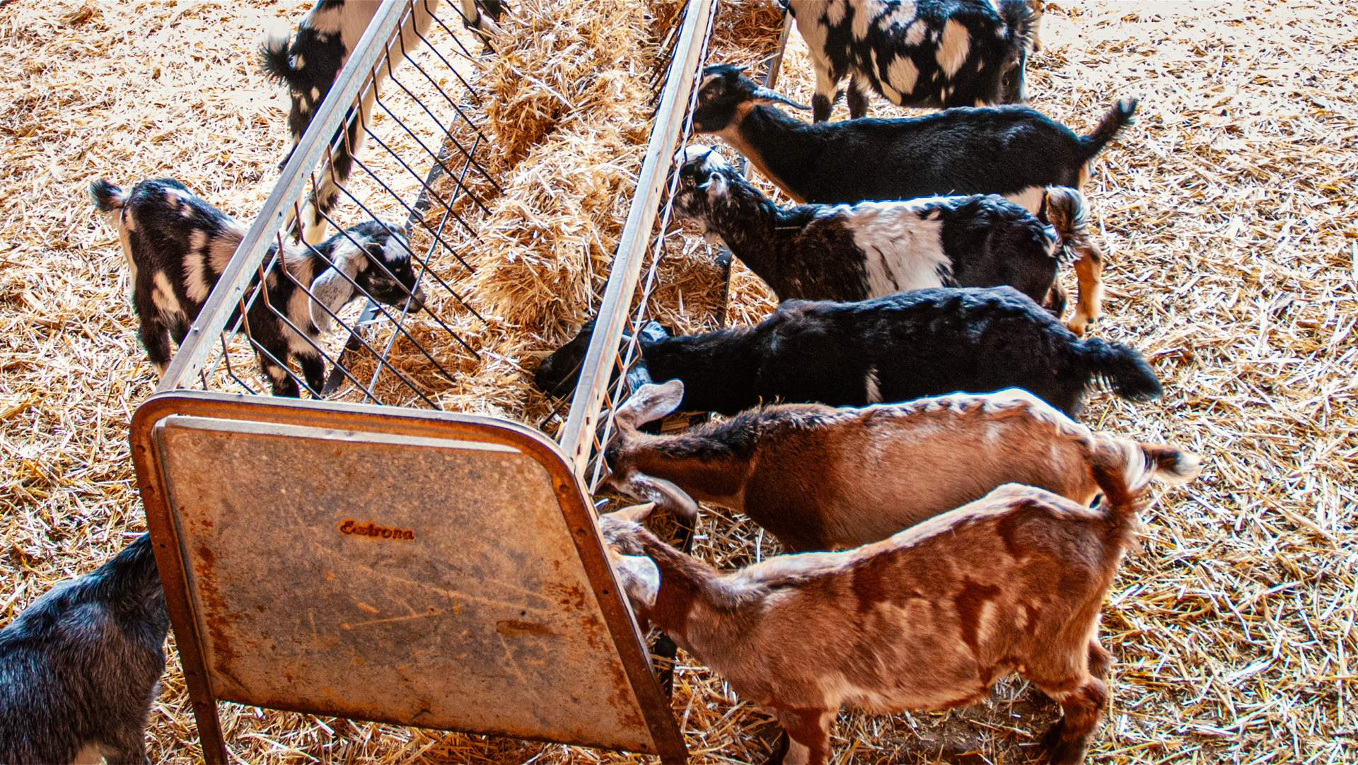 die Majorero-Ziegen der Ziegenfarm Granja las Alcaravaneras