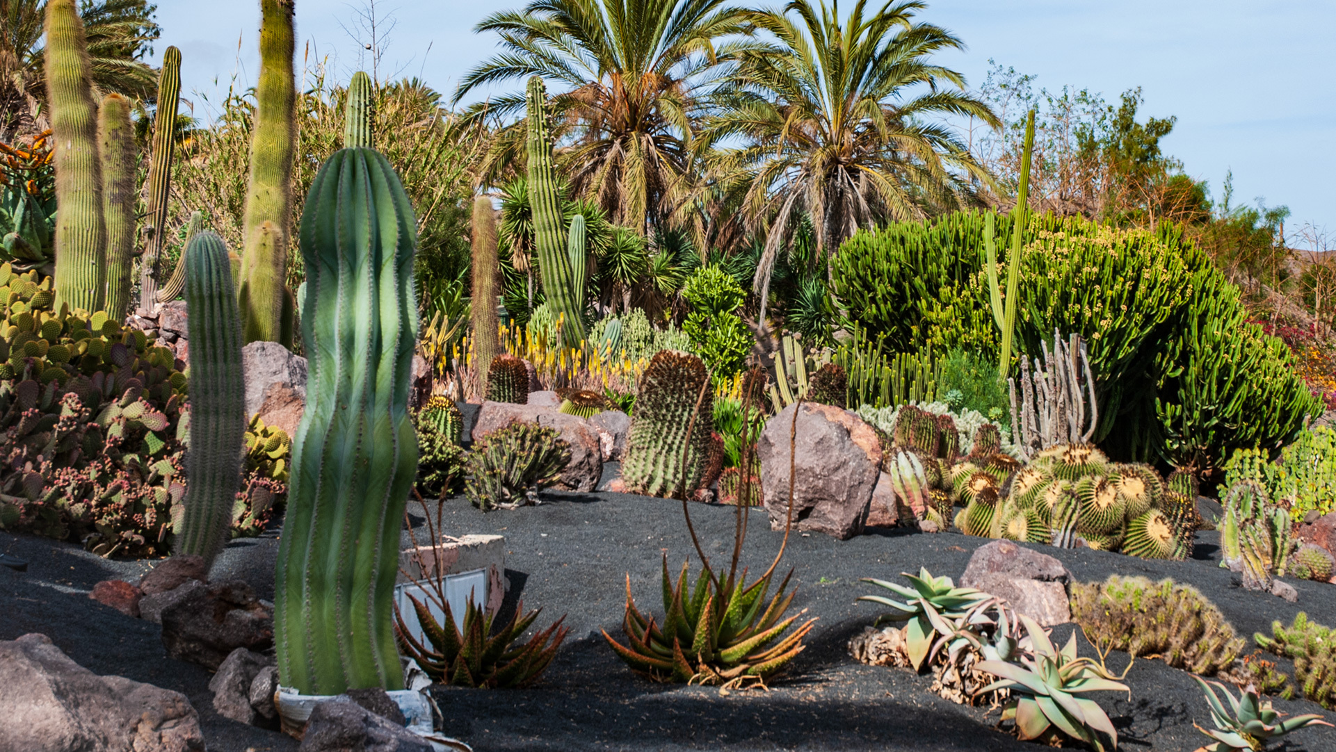 Oasis Wildlife Fuerteventura - Palmenhain und endemische Flora