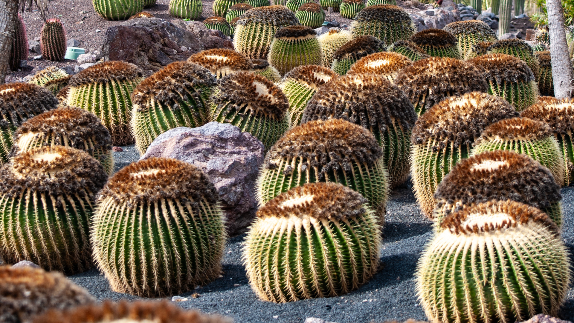 Oasis Wildlife Fuerteventura - größte Kakteen-Sammlung Europas