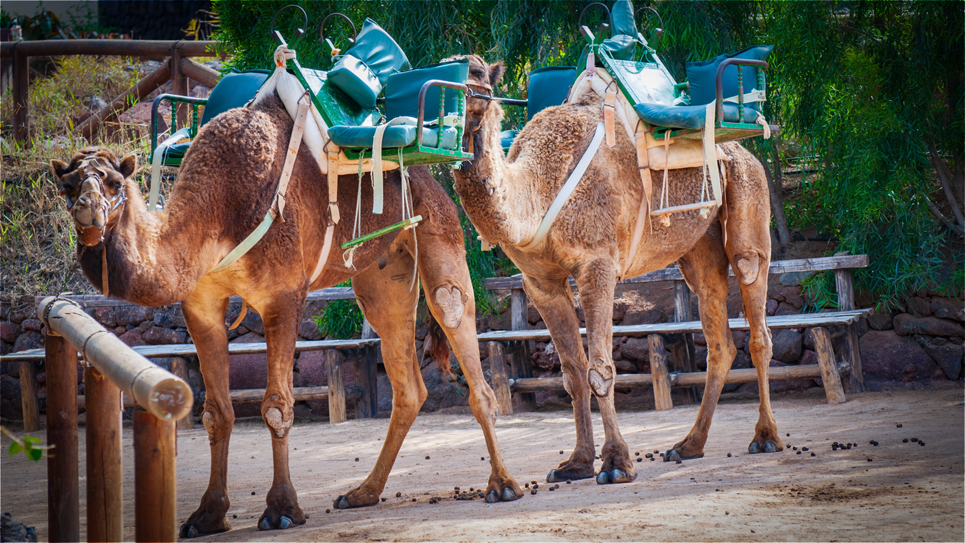 Oasis Wildlife Fuerteventura - Kamel-Safari