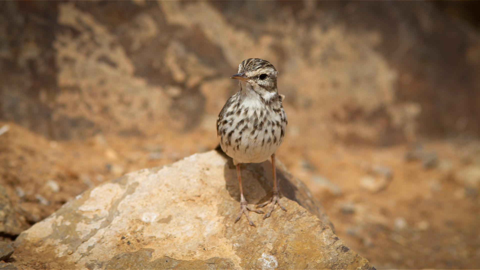 Kanarenpieper im Malpaís