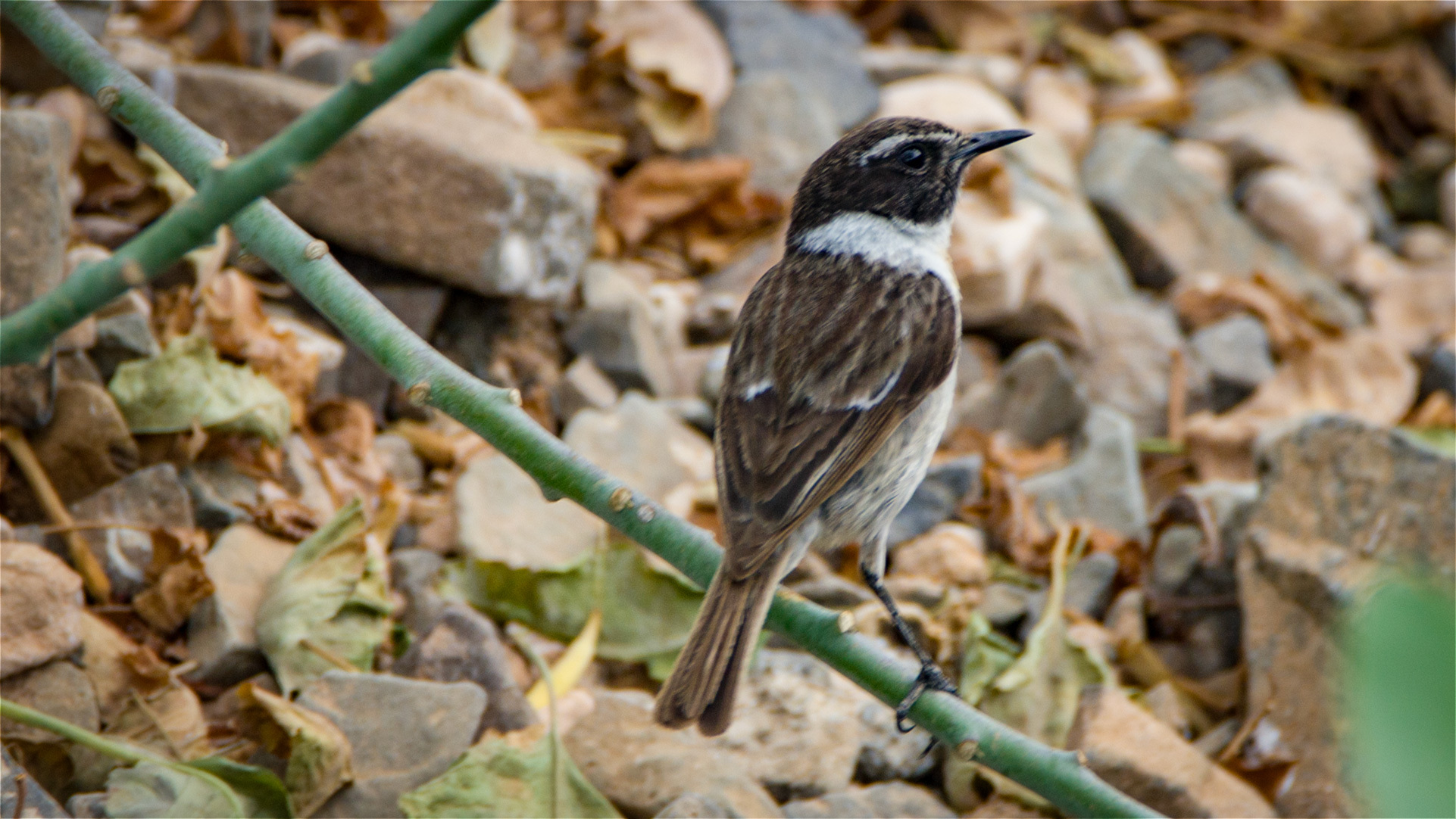 Kanarenschmätzer (Saxicola dacotiae) im Barranco de los Molinos