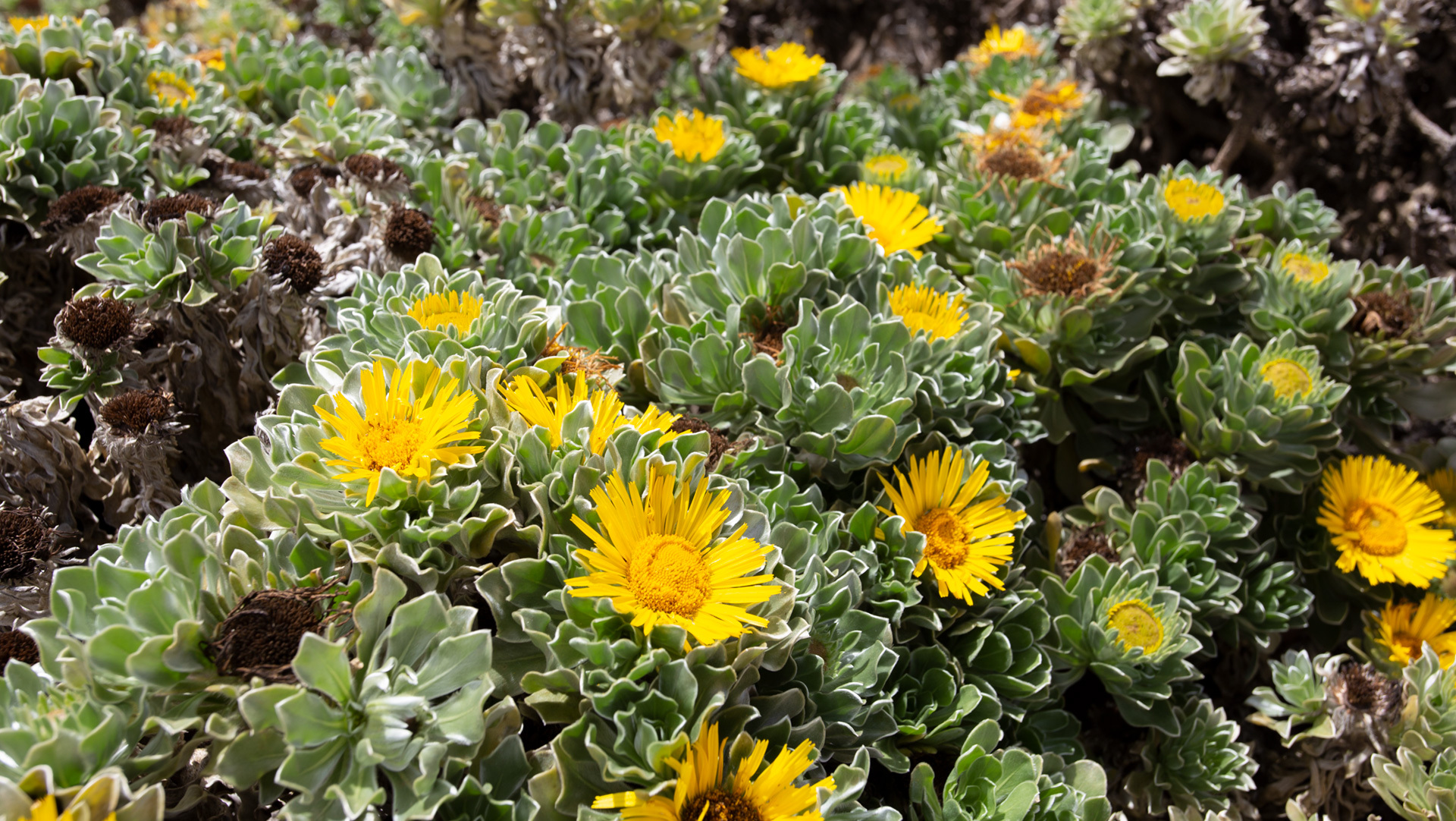 Kanarisches Sternauge (Asteriscus sericeus)
