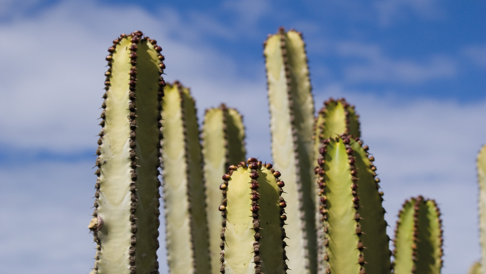 Kandelaberwolfsmilch (Euphorbia canariensis)