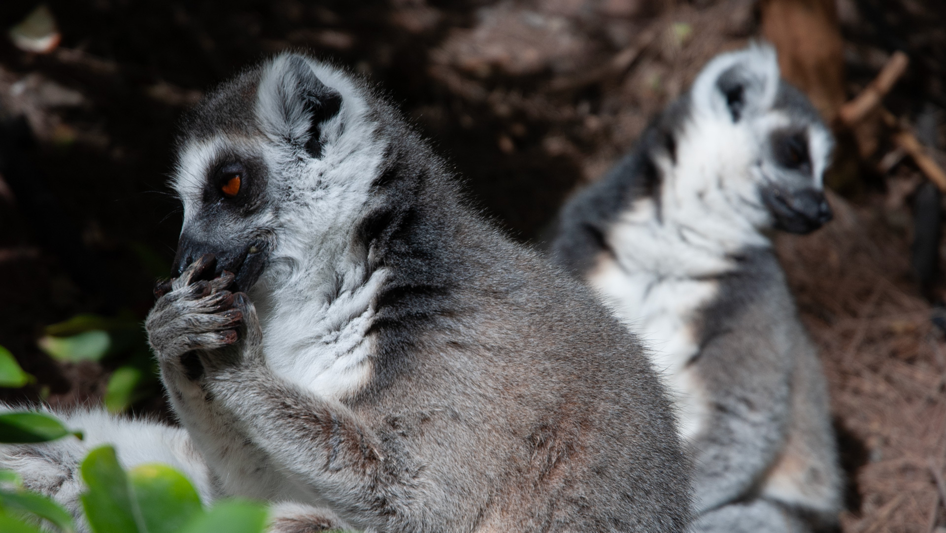 Oasis Wildlife Fuerteventura - Ringelschwanzmakis