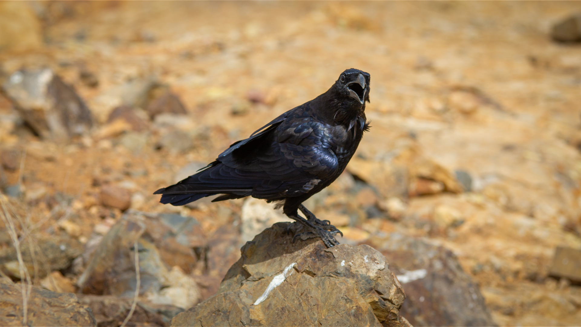 Kolkrabe mit blau schimmerndem Gefieder