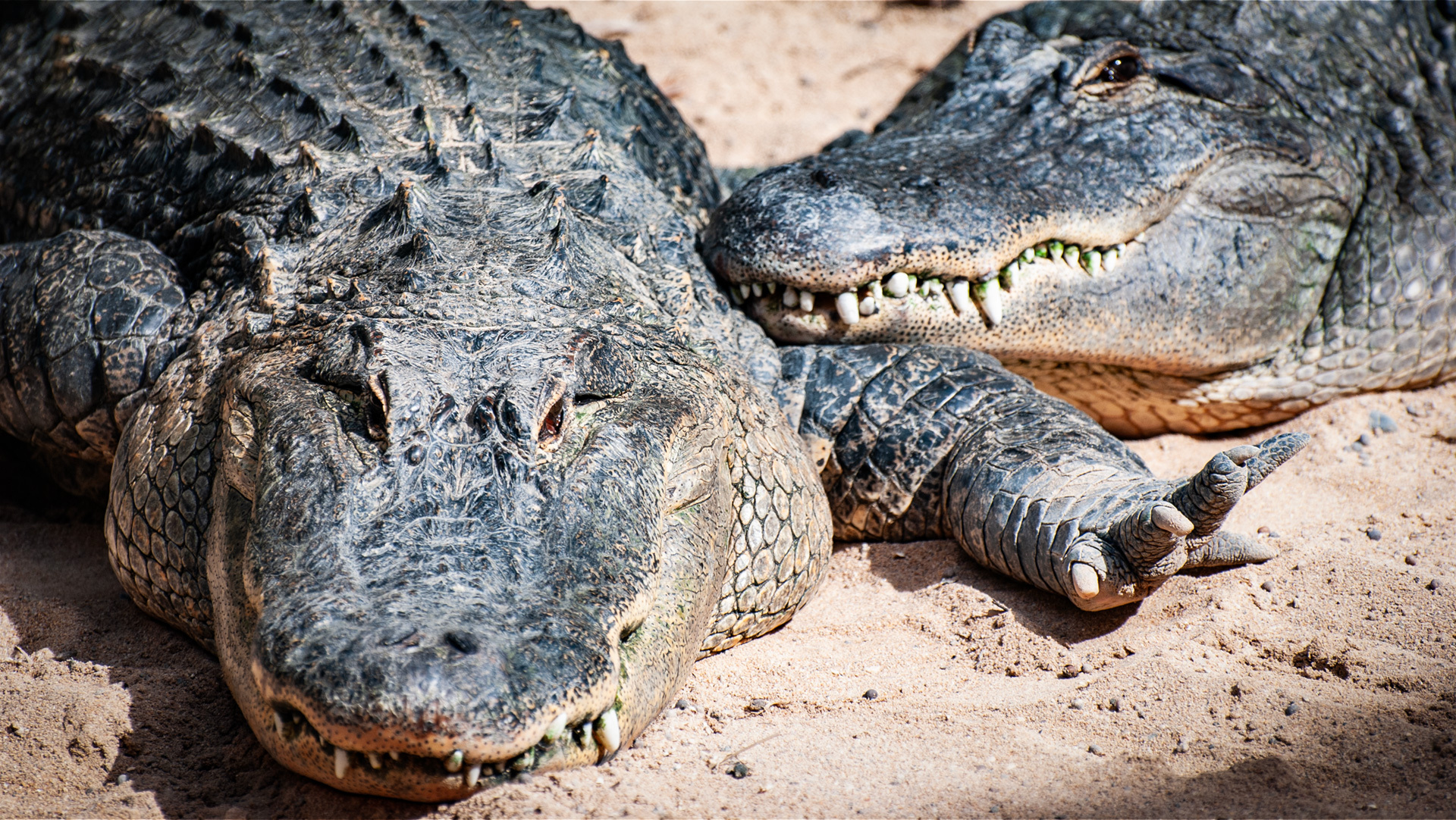 Oasis Wildlife Fuerteventura - noch hungrig?