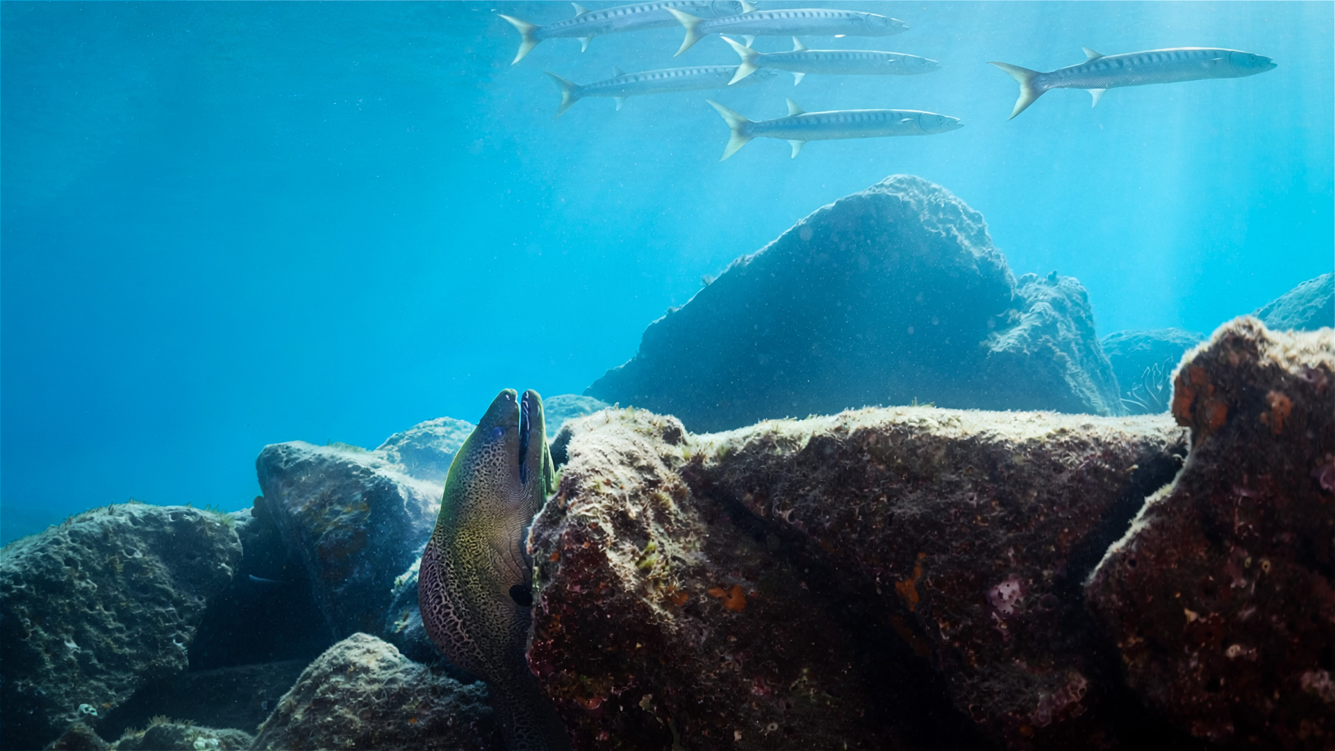 Muränen & Barrakudas beim Tauchgang auf Fuerteventura