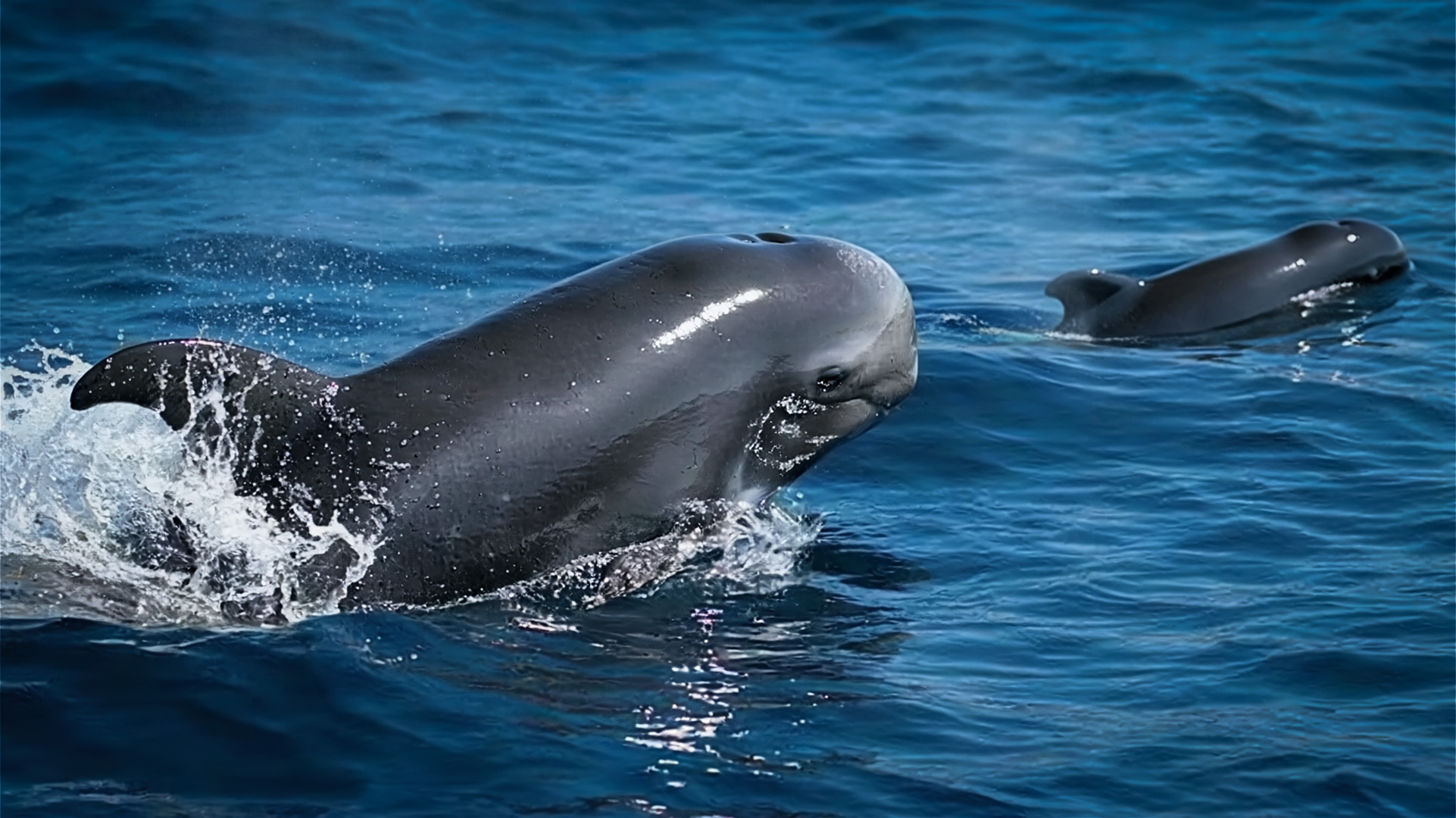 Whale Watching von Pilotwalen