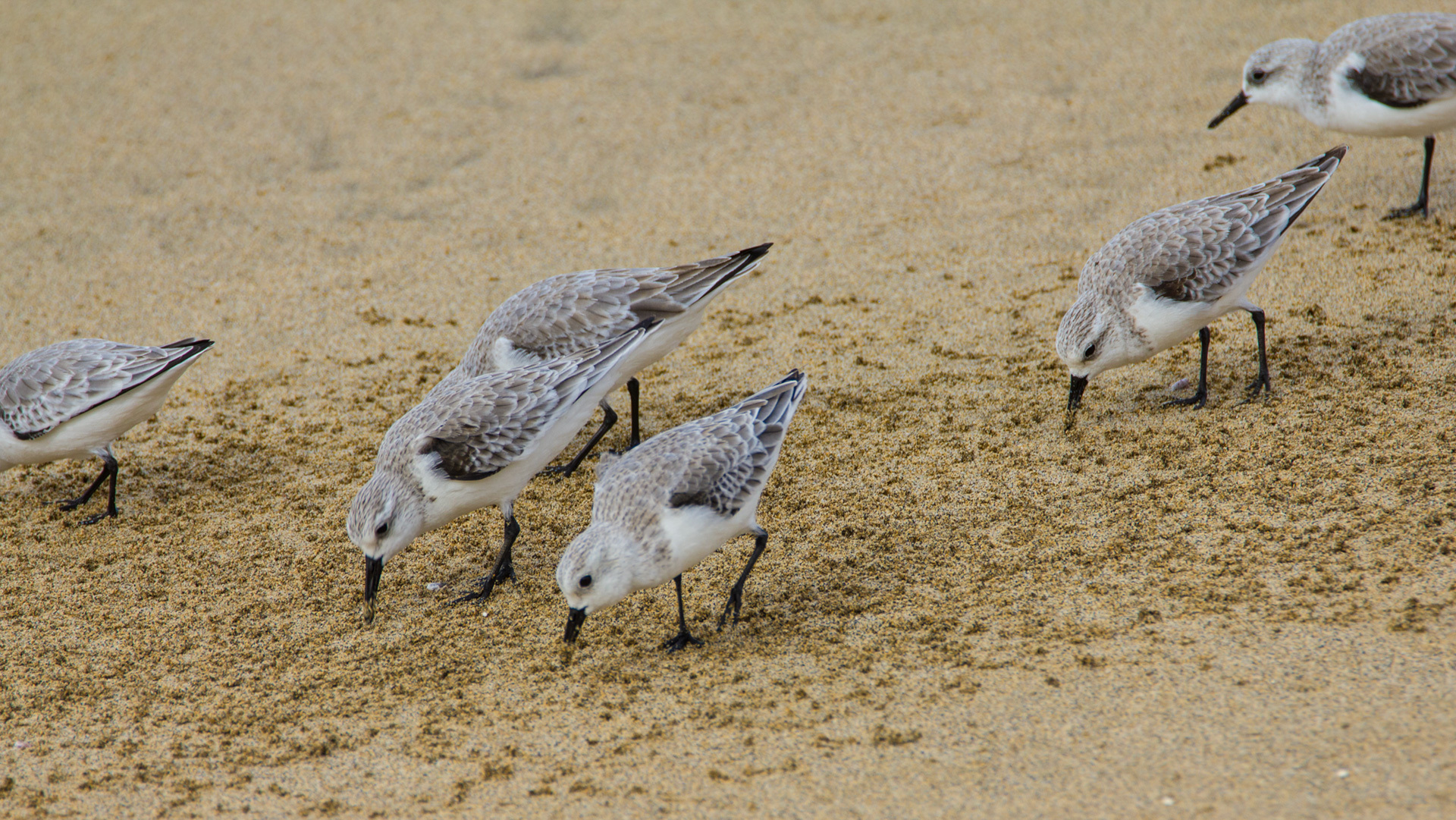 Sanderlinge an den Stränden Fuerteventuras