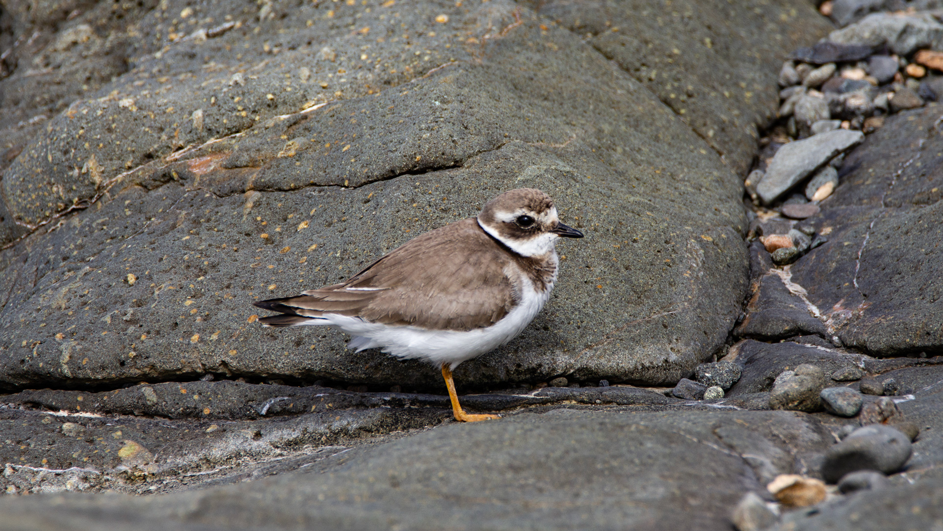 Sandregenpfeifer an Fuerteventuras Westküste