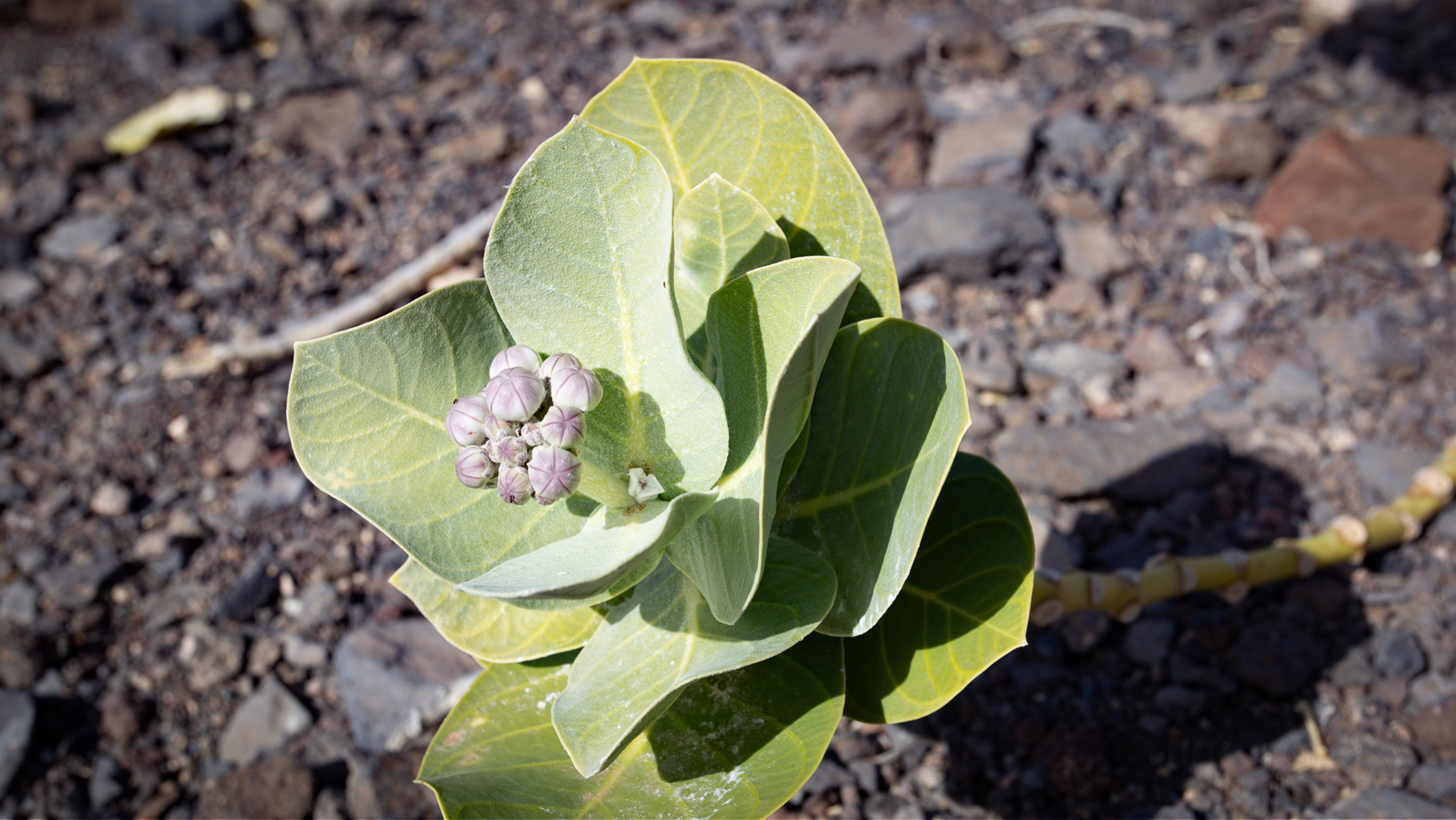 Riesen-Seidenpflanze (Calotropis procera), auch bekannt als Sodomsapfel