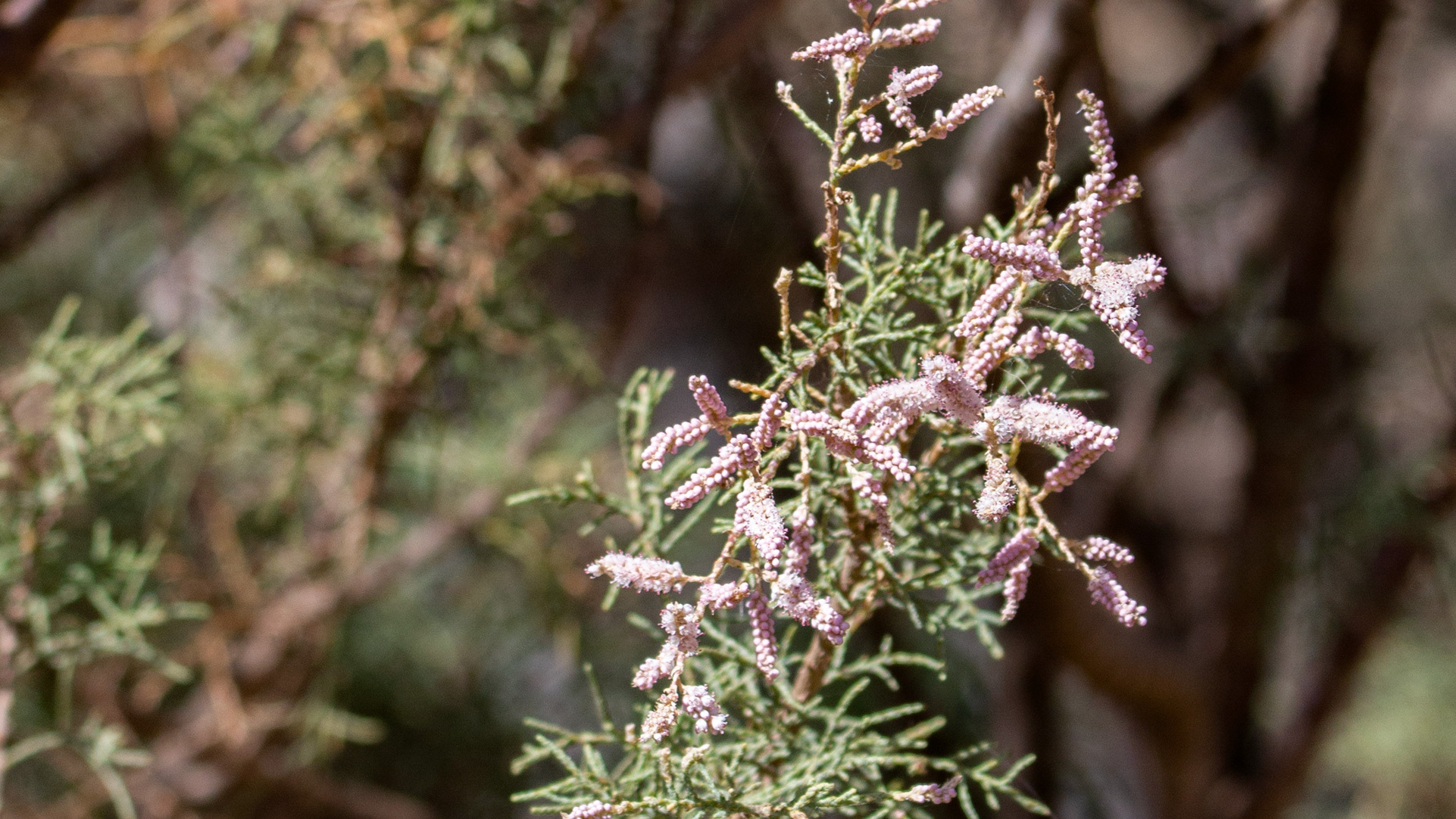 Tamariske (Tamarix)