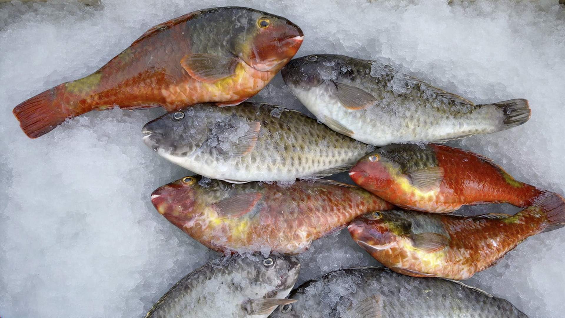 fangfrischer Vieja (Papageienfisch)