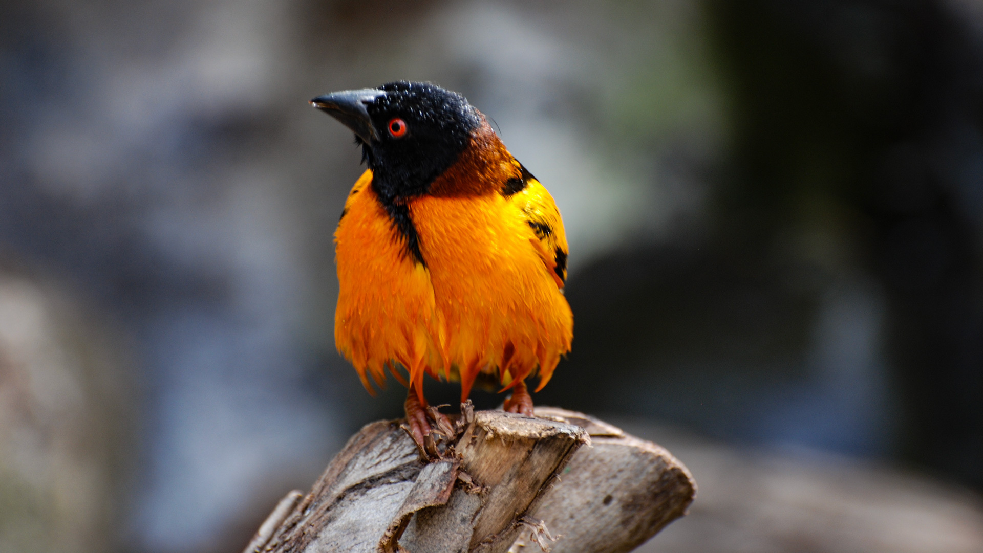 Oasis Wildlife Fuerteventura - einen Besuch wert