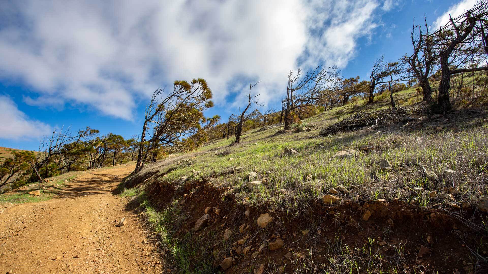 El Pinar- windgebeugter Pinienwald von Betancuria