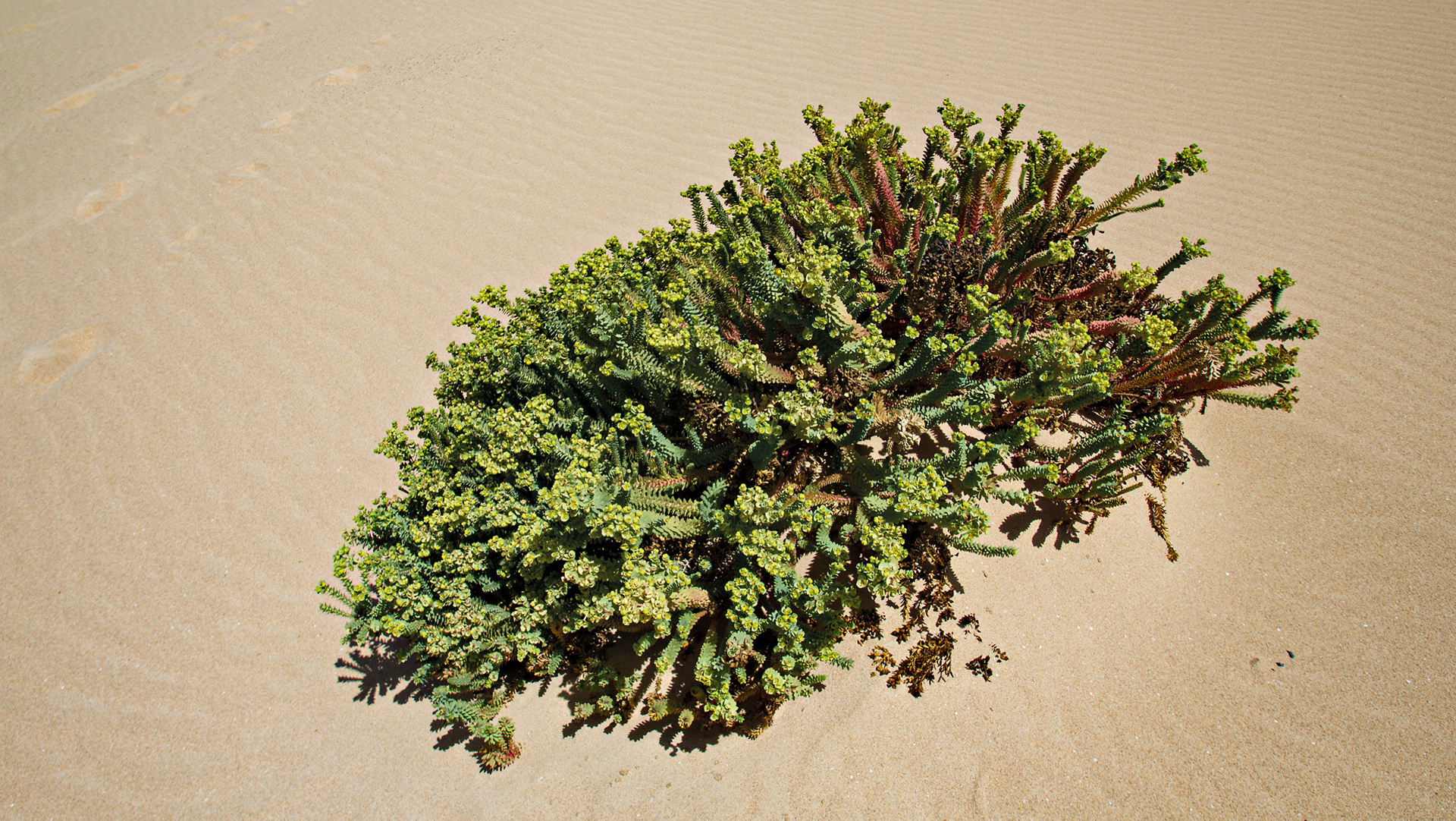 Dünen-Wolfsmilch (Euphorbia paralias)