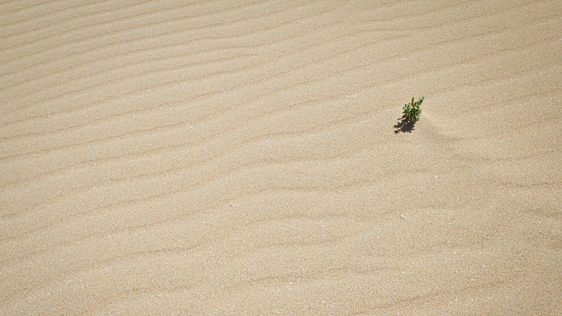 Pflanzen Fuerteventuras: Überlebenskünstler im trockenen Klima