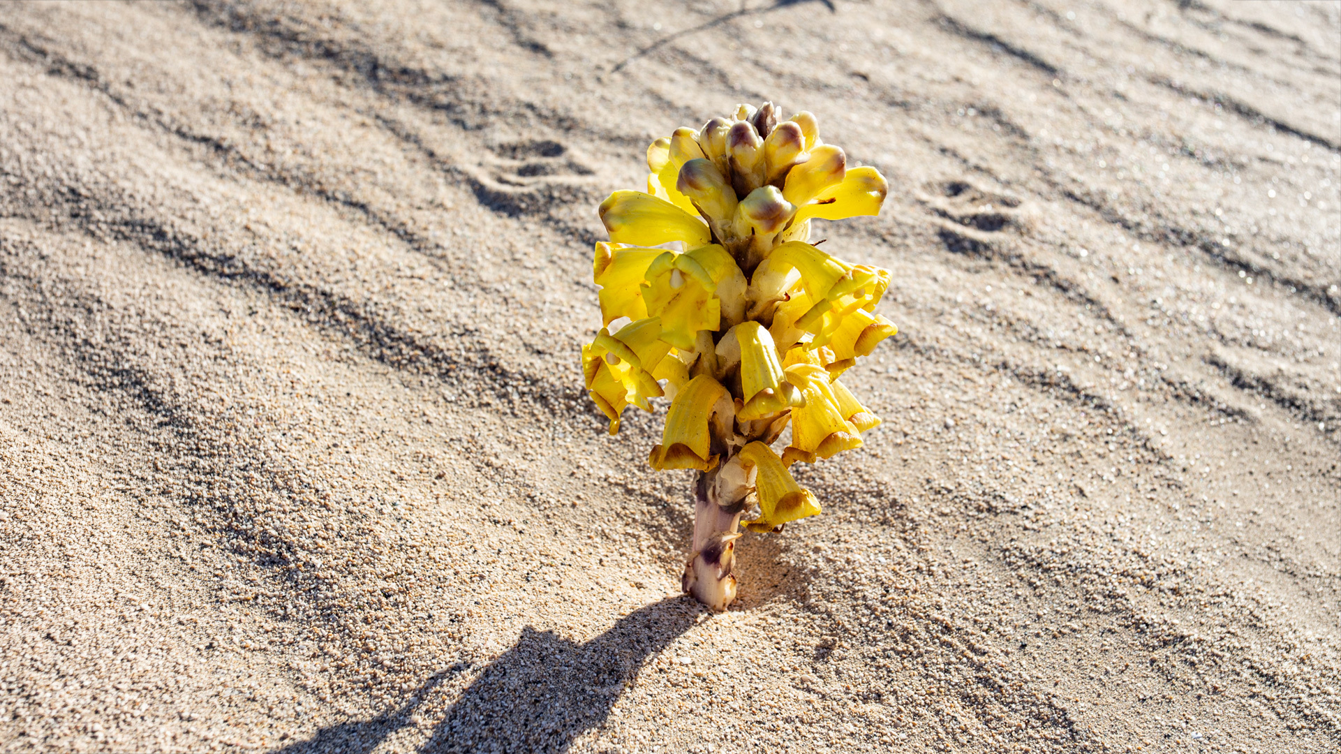 Wüstenhyazinthe (Cistanche tubulosa)