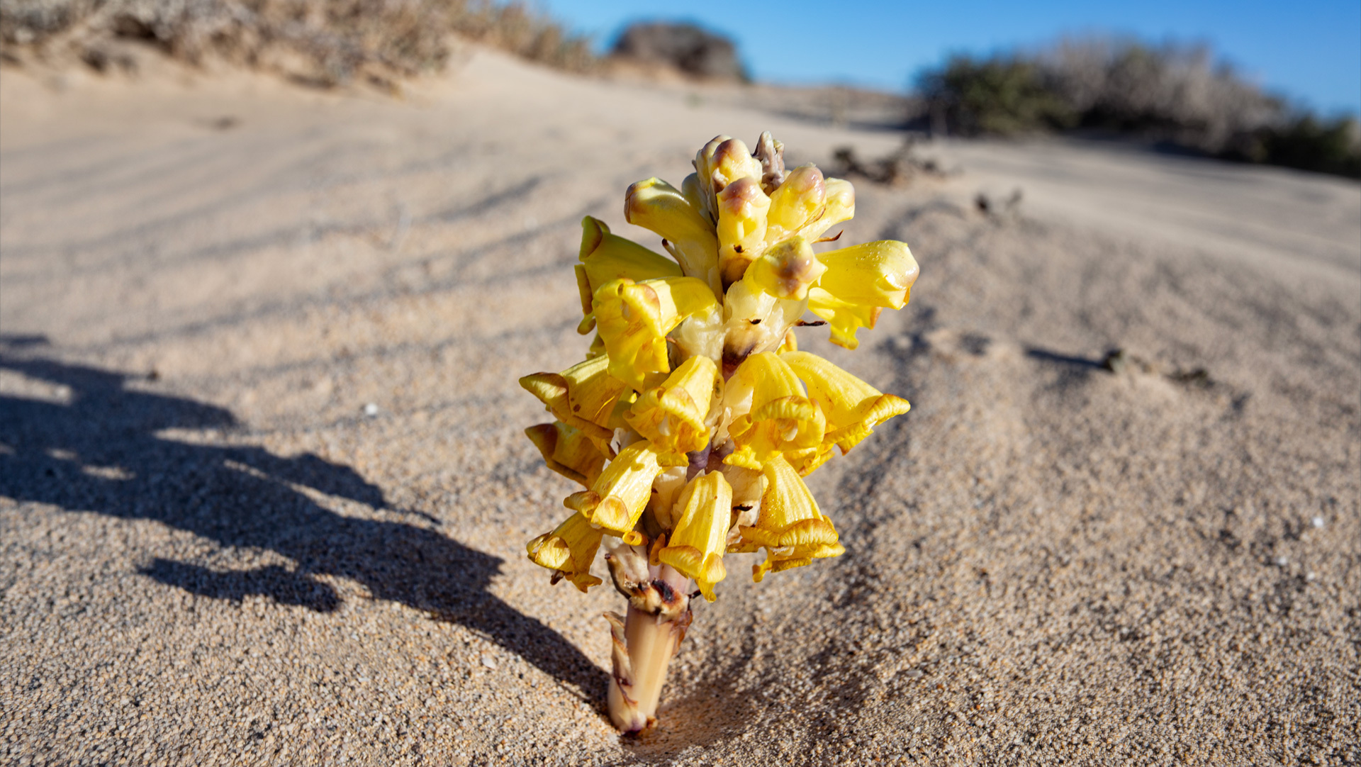 die Wüstenhyazinthe gedeiht in sandigen Gebieten