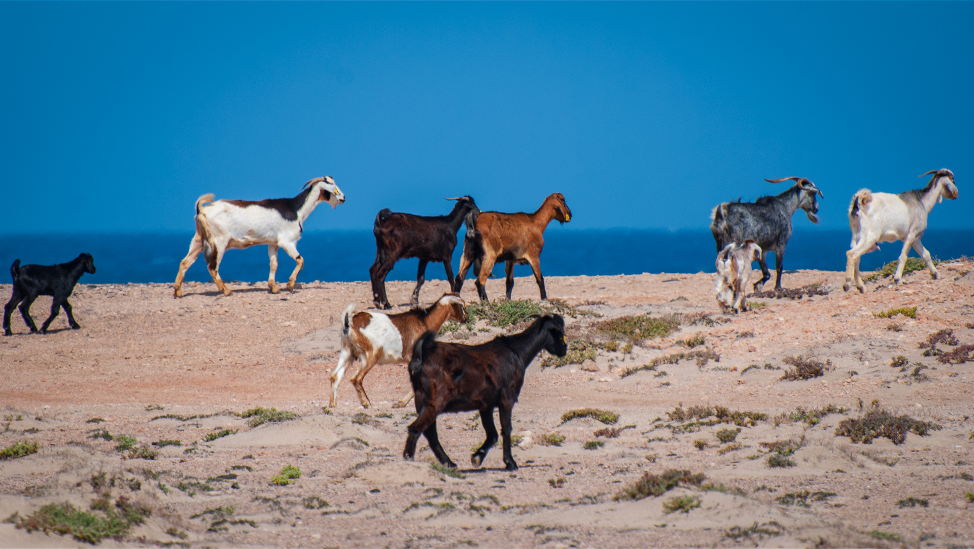Ziegen – inoffizielles Wahrzeichen Fuerteventuras